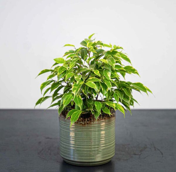 fikus-benjamin-kinky-ficus