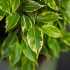 fikus-benjamin-kinky-ficus