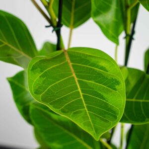fikus-bengalski-altissima-variegata-ficus
