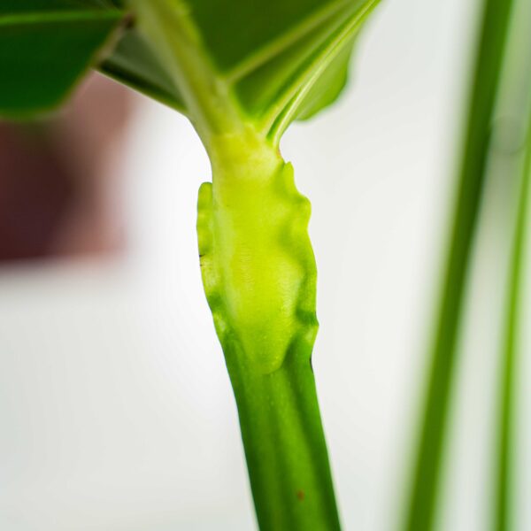 monstera-deliciosa-big-form monstera-deliciosa-big-form