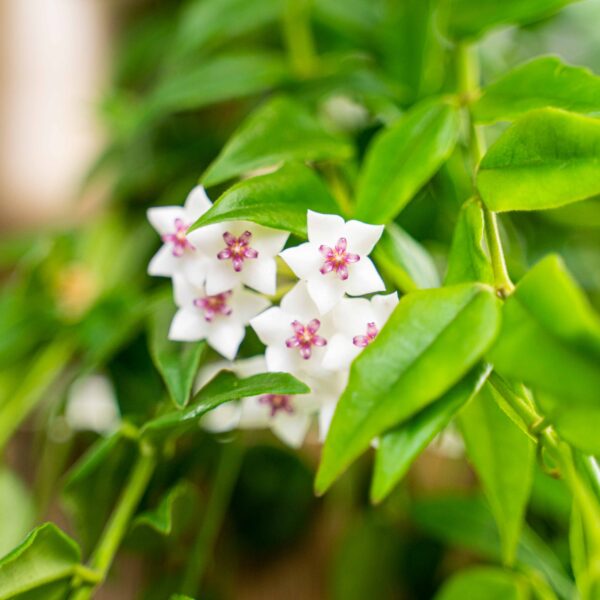 hoya-bella hoya-bella