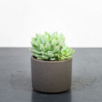 eszeweria-elegans-echeveria