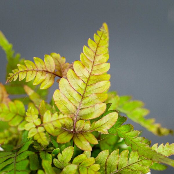 paproc-orliczka-pteris-quadriaurita-tricolor paproc-orliczka-pteris-quadriaurita-tricolor