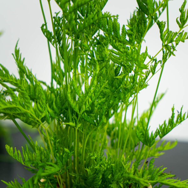 paproc-orliczka-zabkowana-pteris-straminea paproc-orliczka-zabkowana-pteris-straminea