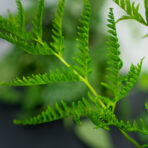 paproc-orliczka-zabkowana-pteris-straminea