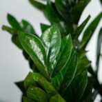 zamioculcas-supernova-zamiokulkas