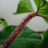 philodendron-squamiferum