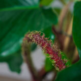 philodendron-squamiferum