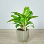 aglaonema-key-lime