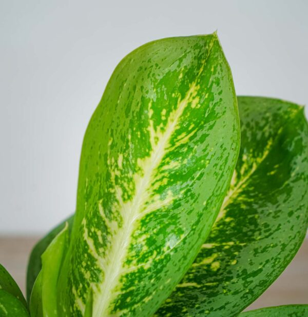 aglaonema-key-lime (2) aglaonema-key-lime