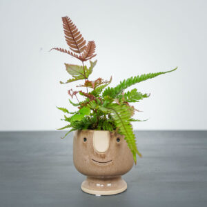 paproc-orliczka-pteris-quadriaurita-tricolor