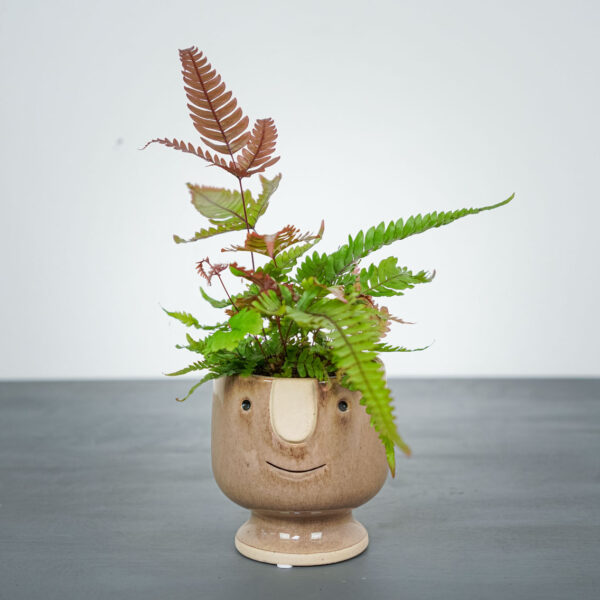 paproc-orliczka-pteris-quadriaurita-tricolor