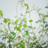 perelkowiec-drobnolistny-sophora-little-baby