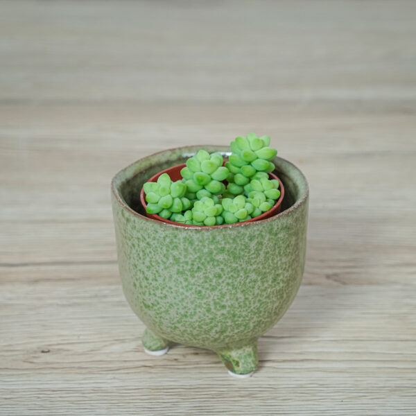 sedum-burrito-baby sedum-burrito-baby