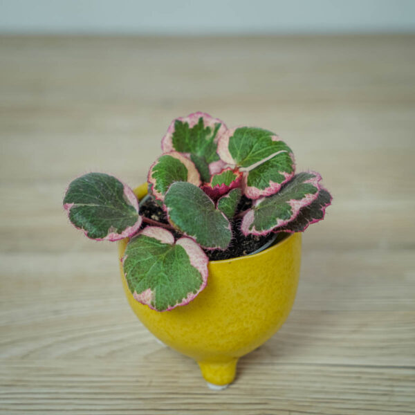 skalnica-rozlogowa-tricolor-saxifraga-baby skalnica-rozlogowa-tricolor-saxifraga-baby