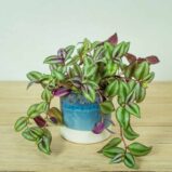 trzykrotka-zebrina-violet-hill-tredescantia-zebrina