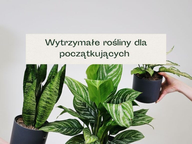 Rośliny o dużych, zielonych liściach