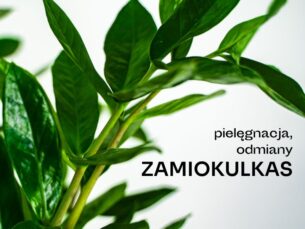Roślina o zielonych, błyszczących liściach