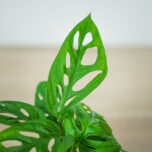 monstera-adansonii-baby