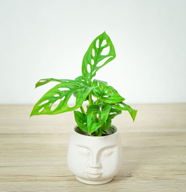 monstera-adansonii-baby