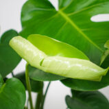 monstera-deliciosa