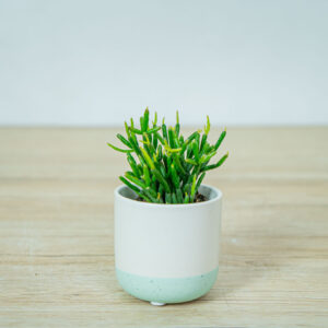 rhipsalis-burchellii-patyczak-baby