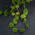 hoya-curtisii-sadzonka