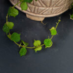hoya-curtisii-sadzonka