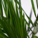 daktylowiec-kanaryjski-phoenix-canariensis