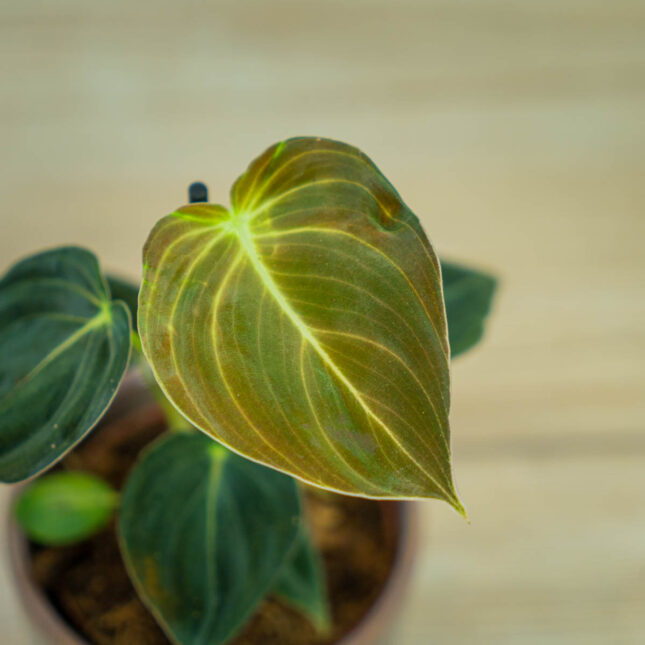 philodendron-melanochrysum philodendron-melanochrysum