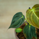 philodendron-melanochrysum