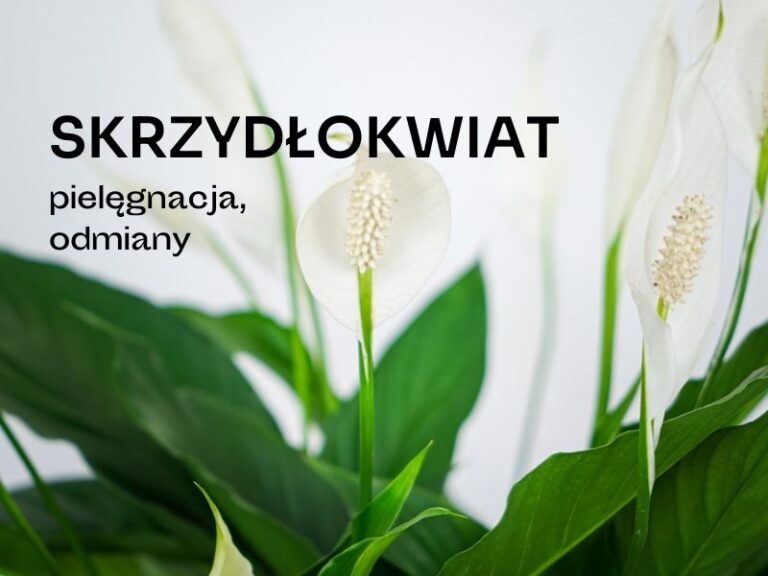 Skrzydłokwiat z białymi kwiatami
