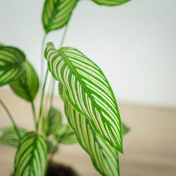 calathea-vittata (2) calathea-vittata