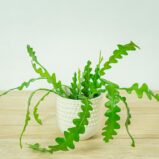 kaktus-zygzak-epiphyllum-anguliger