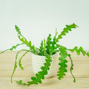 kaktus-zygzak-epiphyllum-anguliger