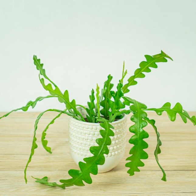 kaktus zygzak epiphyllum anguliger