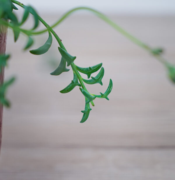 senecio-peregrinus-delfinki (2) senecio-peregrinus-delfinki