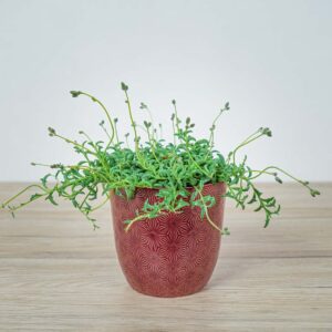 senecio-peregrinus-delfinki