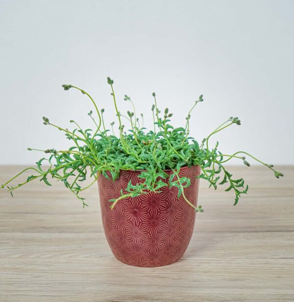 senecio-peregrinus-delfinki