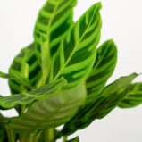 calathea-zebrina