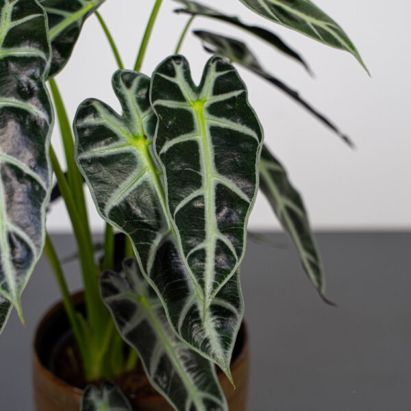 alokazja-bambino-arrow-alocasia alokazja-bambino-arrow-alocasia