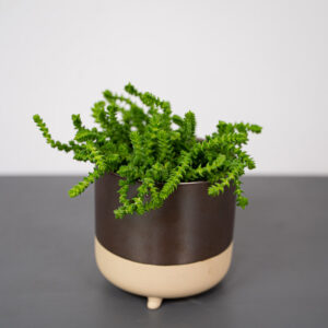 crassula-muscosa