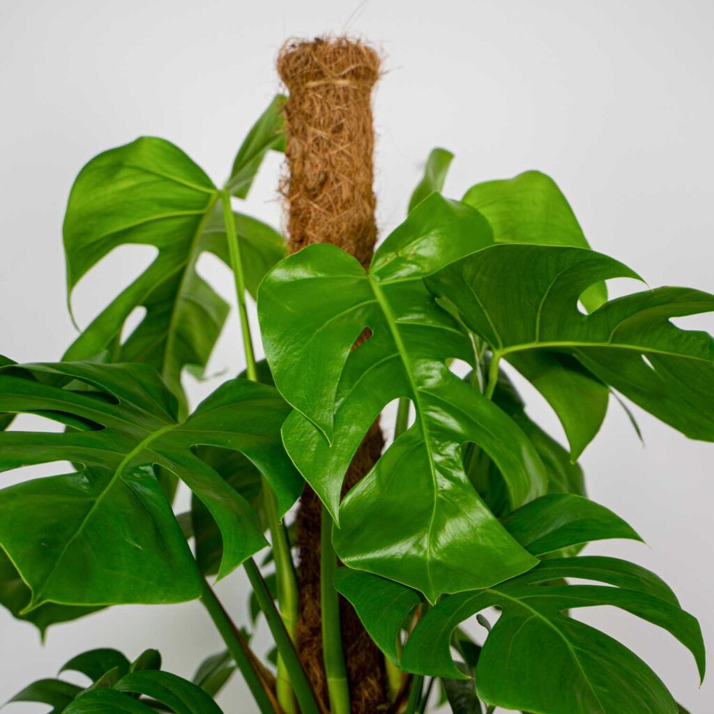 Monstera deliciosa na paliku kokosowym