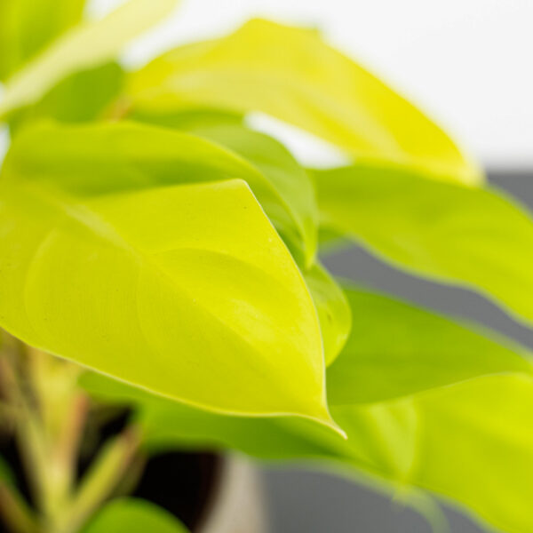 philodendron-lemon-lime-malay-gold philodendron-lemon-lime-malay-gold