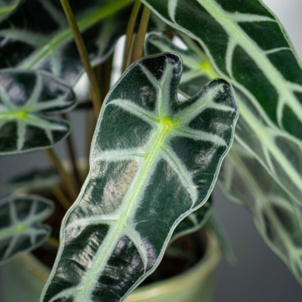 Alokazja bambino arrow (alocasia) Alokazja bambino arrow (alocasia)