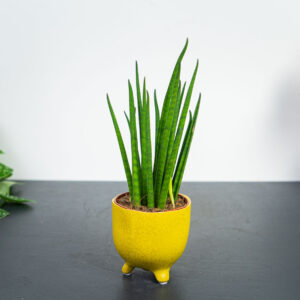 sansevieria-bacularis