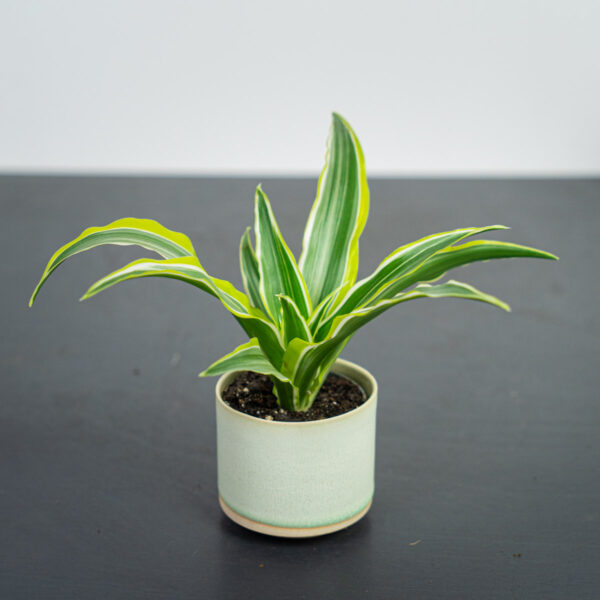 dracena-fragrans-lemon-surprise-baby-dracaena dracena-fragrans-lemon-surprise-baby-dracaena