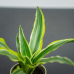dracena-fragrans-lemon-surprise-baby-dracaena