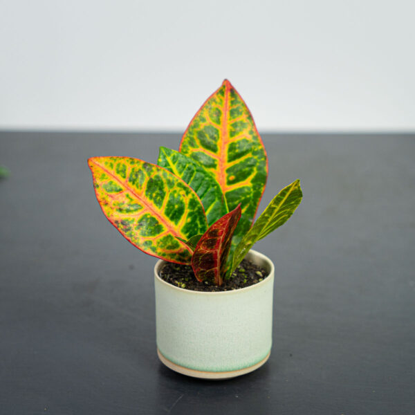 codiaeum-petra-baby-kroton codiaeum-petra-baby-kroton