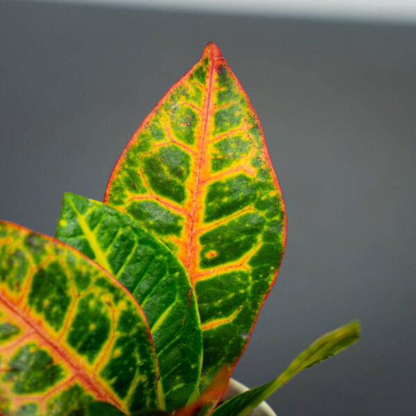 codiaeum-petra-baby-kroton codiaeum-petra-baby-kroton